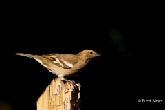 Vink-41_Common-Chaffinch_Fringilla-Coelebs_P5A4912