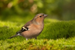 Vink-42_Common-Chaffinch_Fringilla-Coelebs_P5A5064