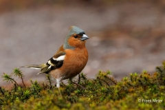 Vink-43_Common-Chaffinch_Fringilla-Coelebs_P5A9686