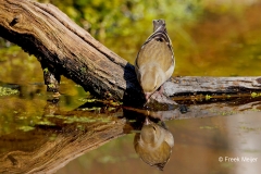 Vink-44_Common-Chaffinch_Fringilla-Coelebs_P5A0140