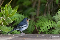 Vink-La-Palma-01_Common-Chaffinch_Fringilla-coelebs-canariensis_Z4T6510