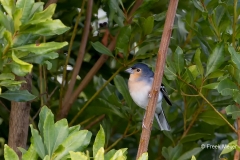 Vink-La-Palma-02_Common-Chaffinch_Fringilla-coelebs-canariensis_Z4T6528