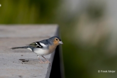 Vink-La-Palma-04_Common-Chaffinch_Fringilla-coelebs-canariensis_Z4T6537