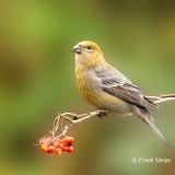 Witbandkruisbek-24_Two-barred-Crossbill_Loxia-leucoptera_P5A6790