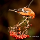 Witbandkruisbek-45_Two-barred-Crossbill_Loxia-leucoptera_P5A7328