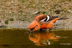 Witbandkruisbek-47_Two-barred-Crossbill_Loxia-leucoptera_P5A7533