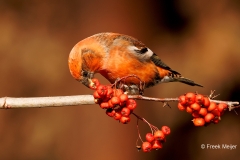 Witbandkruisbek-51_Two-barred-Crossbill_Loxia-leucoptera_P5A8101