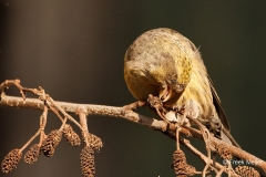 Witbandkruisbek-52_Two-barred-Crossbill_Loxia-leucoptera_P5A8134