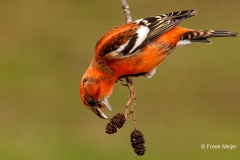 Witbandkruisbek-55_Two-barred-Crossbill_Loxia-leucoptera_P5A8713