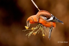 Witbandkruisbek-56_Two-barred-Crossbill_Loxia-leucoptera_P5A8860