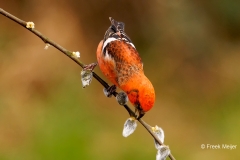 Witbandkruisbek-63_Two-barred-Crossbill_Loxia-leucoptera_P5A9179