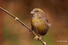 Witbandkruisbek-66_Two-barred-Crossbill_Loxia-leucoptera_P5A9351