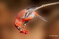 Witbandkruisbek-67_Two-barred-Crossbill_Loxia-leucoptera_P5A9325