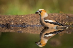 Appelvink-01_Hawfinch_Coccothraustes-coccothraustes_BZ4T9595