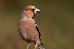 Appelvink-04_Hawfinch_Coccothraustes-coccothraustes_BZ4T6863