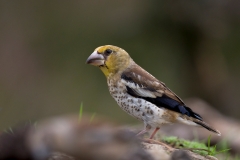 Appelvink-05_Hawfinch_Coccothraustes-coccothraustes_BZ4T8472