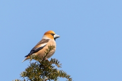 Appelvink-11_Hawfinch_Coccothraustes-coccothraustes_BZ4T7512_1