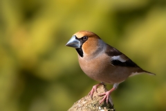 Appelvink-13_Hawfinch_Coccothraustes-coccothraustes_11I6836