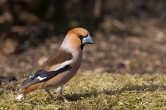 Appelvink-14_Hawfinch_Coccothraustes-coccothraustes_11I6843
