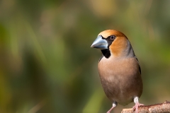 Appelvink-15_Hawfinch_Coccothraustes-coccothraustes_11I6871