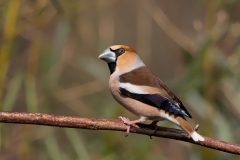 Appelvink-16_Hawfinch_Coccothraustes-coccothraustes_11I7150