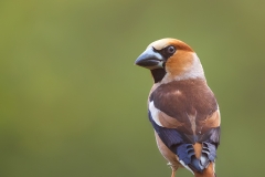 Appelvink-17_Hawfinch_Coccothraustes-coccothraustes_11I8508