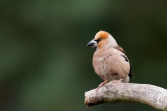 Appelvink-20_Hawfinch_Coccothraustes-coccothraustes_11I9381