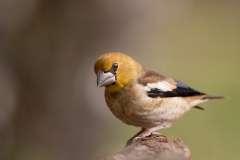 Appelvink-22_Hawfinch_Coccothraustes-coccothraustes_11I8987