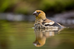 Appelvink-23_Hawfinch_Coccothraustes-coccothraustes_11I8990