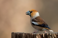 Appelvink-25_Hawfinch_Coccothraustes-coccothraustes_11I2649
