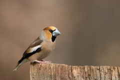 Appelvink-26_Hawfinch_Coccothraustes-coccothraustes_11I2771