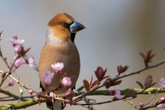 Appelvink-28_Hawfinch_Coccothraustes-coccothraustes_11I2840