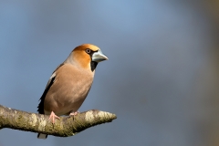 Appelvink-29_Hawfinch_Coccothraustes-coccothraustes_11I2920