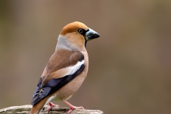 Appelvink-31_Hawfinch_Coccothraustes-coccothraustes_11I3198