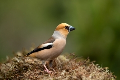 Appelvink-33_Hawfinch_Coccothraustes-coccothraustes_11I3487