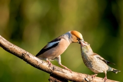 Appelvink-37_Hawfinch_Coccothraustes-coccothraustes_11I3595