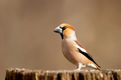 Appelvink-41_Hawfinch_Coccothraustes-coccothraustes_11I5753