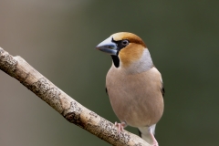 Appelvink-42_Hawfinch_Coccothraustes-coccothraustes_AD9A1161