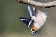 Appelvink-44_Hawfinch_Coccothraustes-coccothraustes_AD9A1323