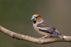 Appelvink-45_Hawfinch_Coccothraustes-coccothraustes_AD9A1342
