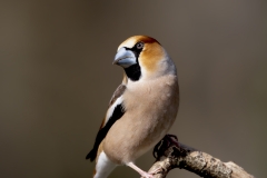 Appelvink-46_Hawfinch_Coccothraustes-coccothraustes_AD9A1428