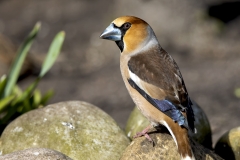 Appelvink-47_Hawfinch_Coccothraustes-coccothraustes_AD9A1434