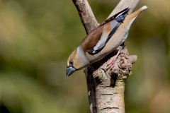 Appelvink-48_Hawfinch_Coccothraustes-coccothraustes_AD9A1781