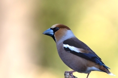 Appelvink-49_Hawfinch_Coccothraustes-coccothraustes_AD9A1789