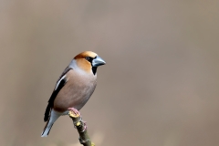 Appelvink-50_Hawfinch_Coccothraustes-coccothraustes_AD9A1861