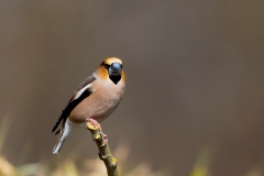 Appelvink-51_Hawfinch_Coccothraustes-coccothraustes_AD9A1864