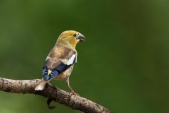 Appelvink-57_Hawfinch_Coccothraustes-coccothraustes_9E8A1775