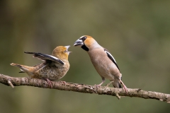 Appelvink-60-_Hawfinch_Coccothraustes-coccothraustes_AD9A3867