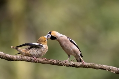 Appelvink-61_Hawfinch_Coccothraustes-coccothraustes_AD9A3868