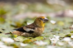 Appelvink-64_Hawfinch_Coccothraustes-coccothraustes_AD9A3889